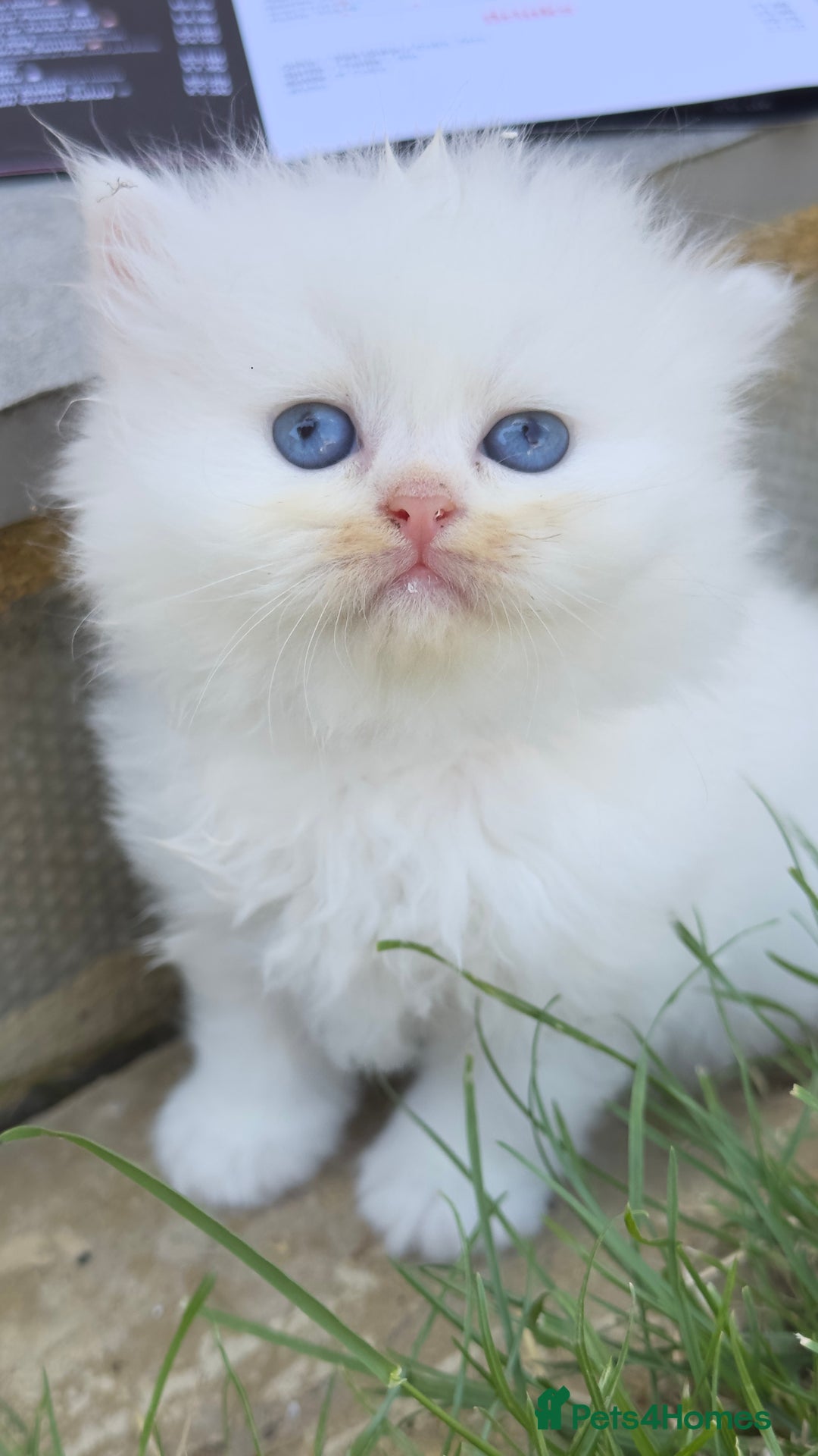 British Longhair cats for sale: 6 Adorable British ShortHair X LongHair kittens .  - Image 10