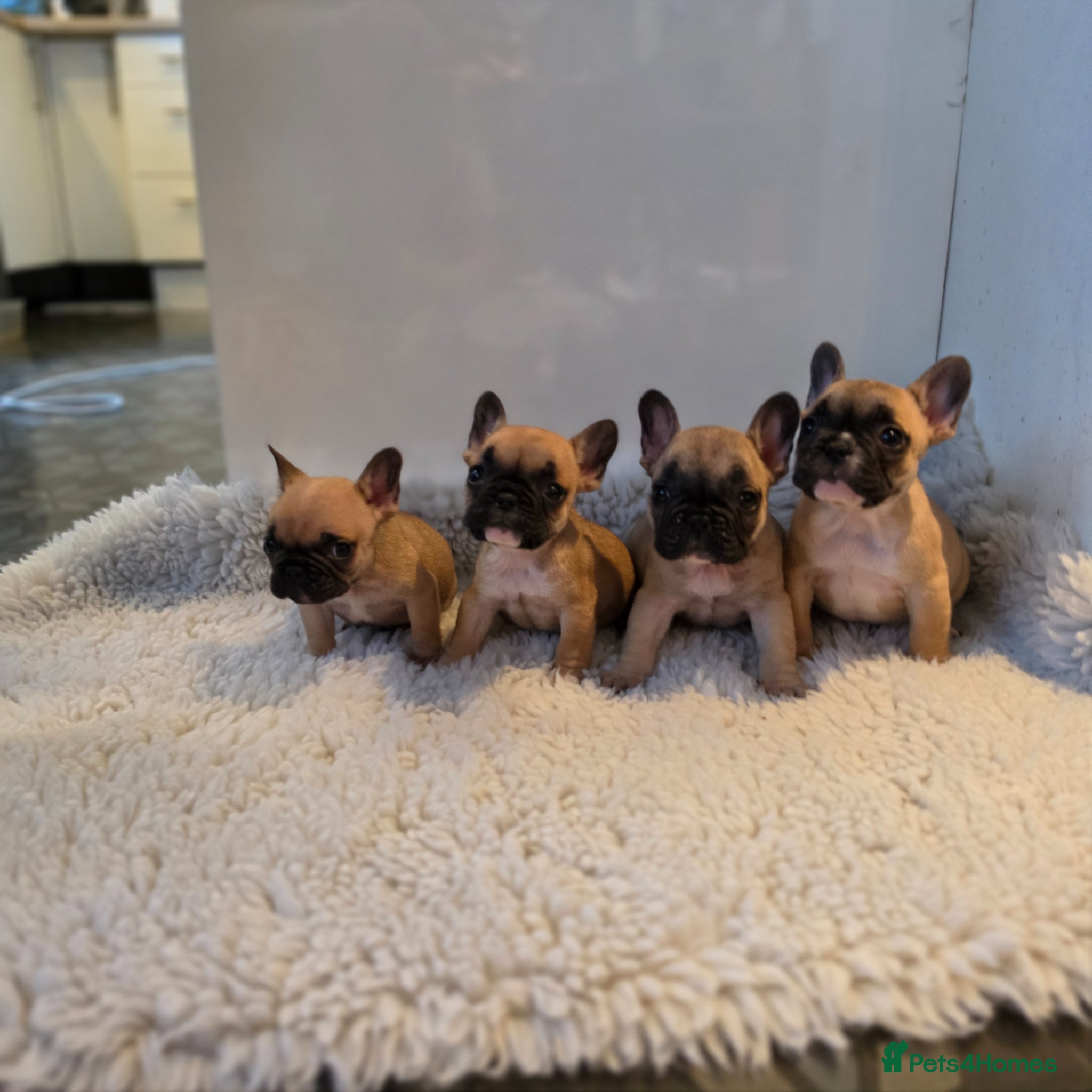 French Bulldog dogs Kc reg french bulldog pyppies - Advert 2
