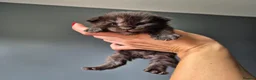 Maine Coon cats for sale: Blue/ black smoke Imported Lines - Advert 9