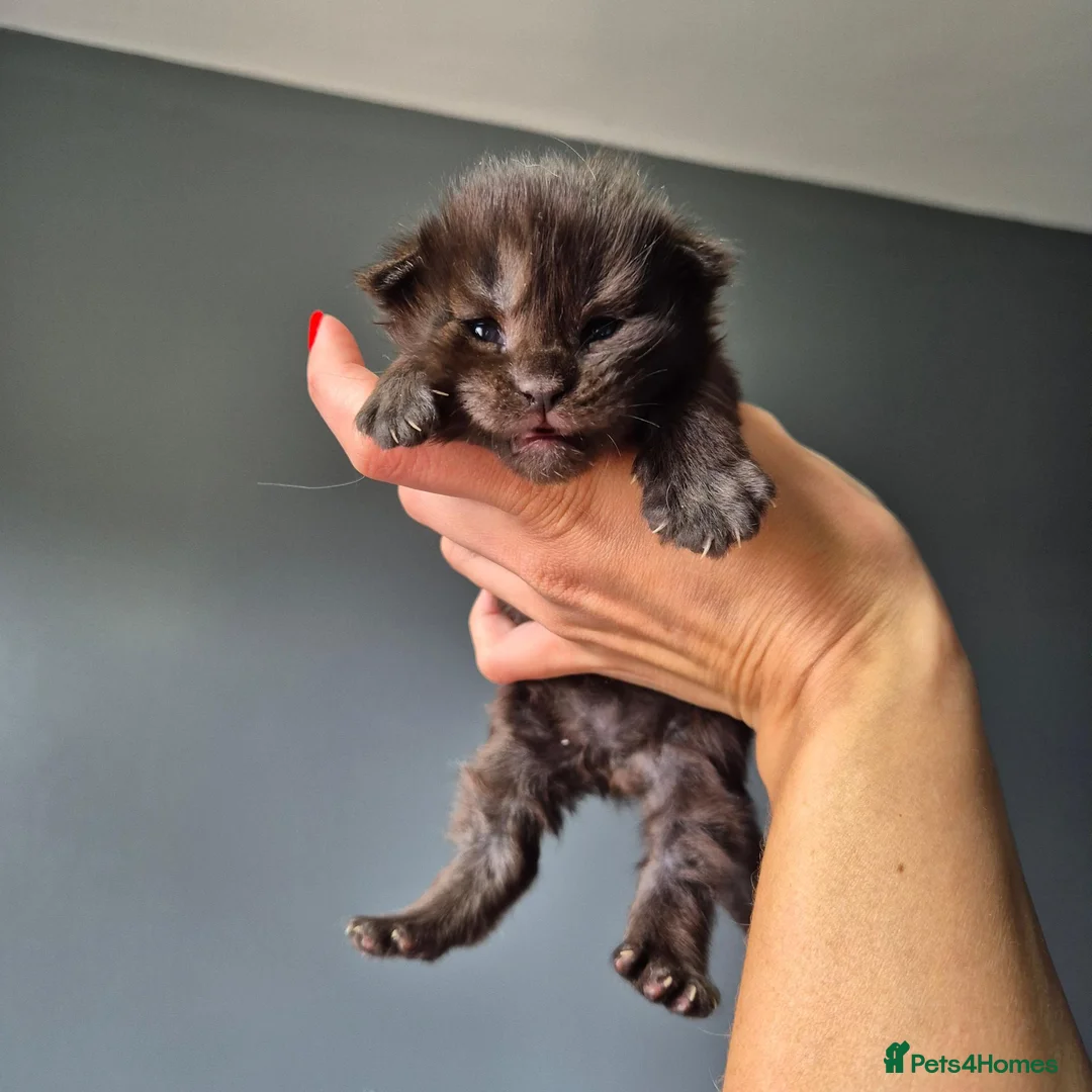 Maine Coon cats for sale: Blue/ black smoke Imported Lines - Advert 9
