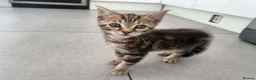 Mixed Breed cats for sale: The Three Musketeers - Advert 10