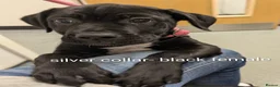 Cane Corso dogs for sale: Female cane corso puppies  - Advert 14