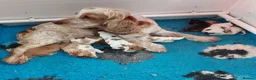 Cocker Spaniel dogs for sale: kc show cocker spaniels  - Advert 20