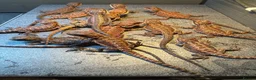 Bearded Dragon reptiles for sale: Black bloodline 100% red monster bearded dragons  - Advert 1