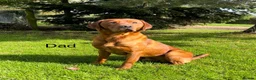 Labrador Retriever dogs for sale: KC Reg Dark Fox Red Labrador Puppies Health Tested - Advert 4