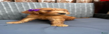 Goldendoodle 7