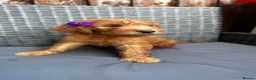 Goldendoodle dogs for sale: 🐾7 beautiful goldendoodles ready now🐾 - Advert 11
