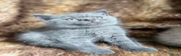 British Shorthair cats for sale: Ready to leave stunning kittens  - Advert 6