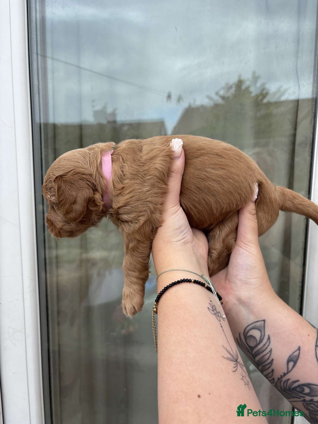 Mixed Breed dogs for sale: Bedlington terrier poodle mixed with a cockerpoo - Image 4