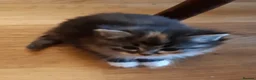 Siberian cats for sale: Adorable Siberian Kittens - Advert 1