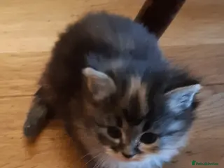Siberian cats for sale: Adorable Siberian Kittens - Advert 1