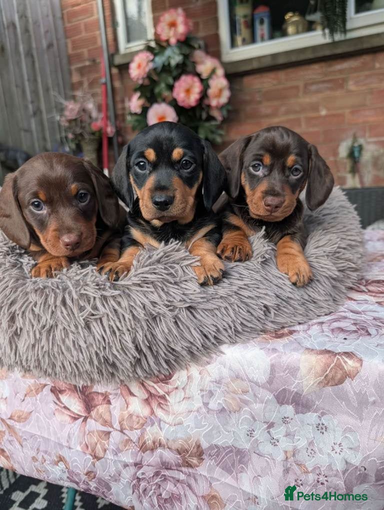 Miniature Dachshund dogs MINIATURE DACHSHUNDS PUPPIES FOR SALE - Advert 1