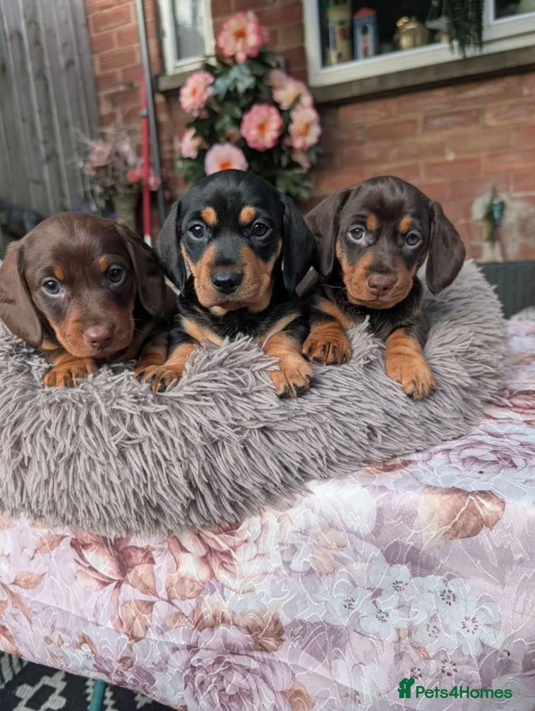 Miniature Dachshund dogs for sale: MINIATURE DACHSHUNDS PUPPIES FOR SALE in Nottingham - Advert 1