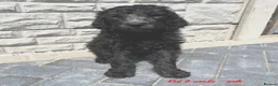 Goldendoodle dogs for sale: F1B Rare black standard Goldendoodle North Wales  - Advert 23