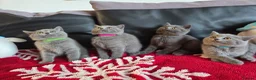 British Shorthair cats for sale: Beautiful British Shorthair kittens - Advert 13