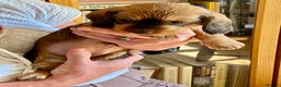 Dachshund dogs for sale: Wirehaired Dachshund, Teckel Puppies - Advert 8