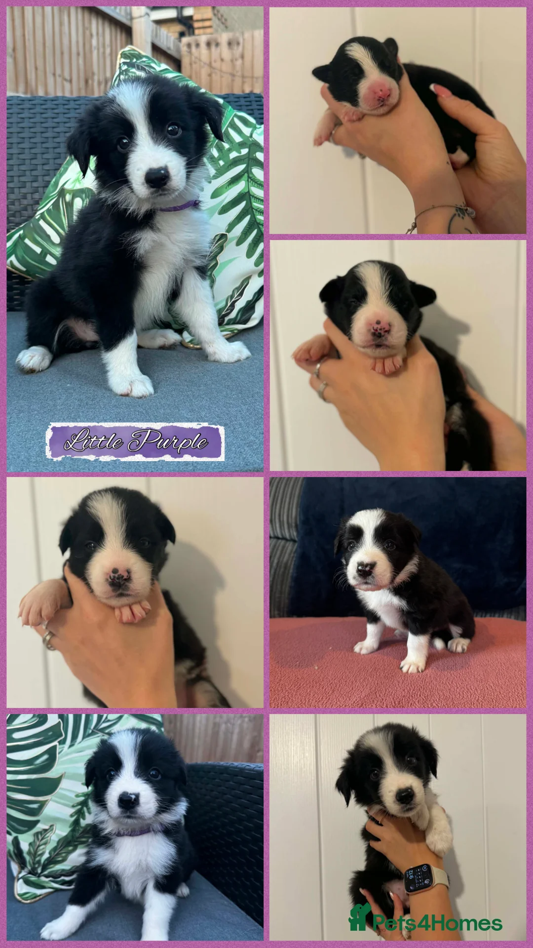 Border Collie dogs for sale: 2 Beautiful collies left ready to leave - Advert 2