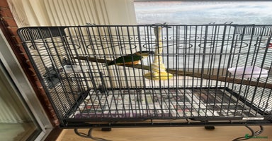 Parrots birds - Advert 7