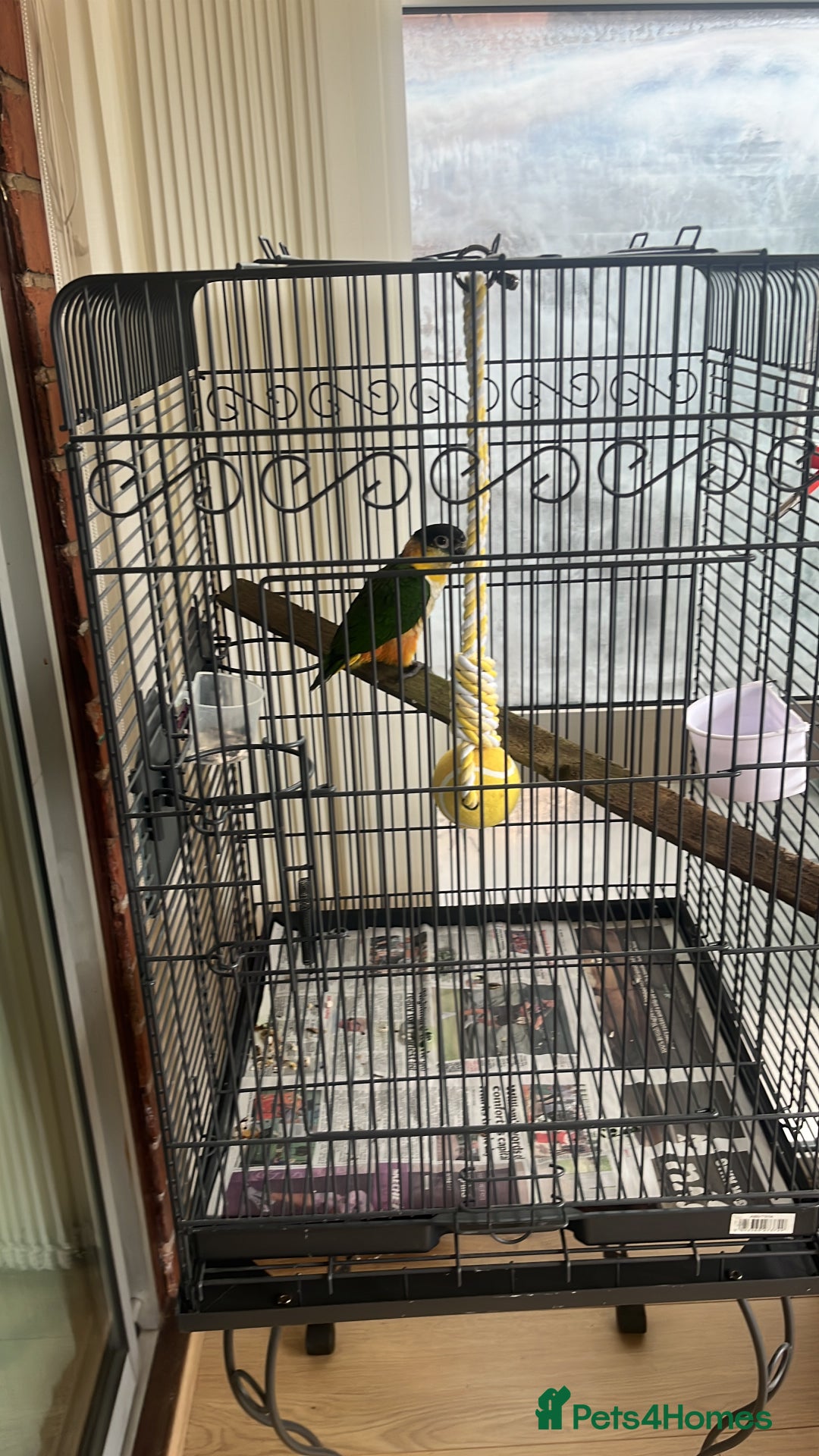 Parrots birds for sale: Caique not tame - Image 2