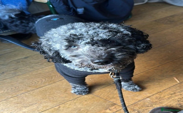 Miniature Poodle dogs Miniature Merle Poodle STUD  - Advert 6