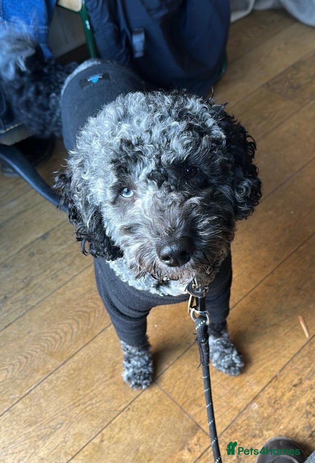 Miniature Poodle dogs for stud: Miniature Merle Poodle STUD  - Advert 1