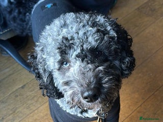 Miniature Poodle dogs Miniature Merle Poodle STUD - Advert 7