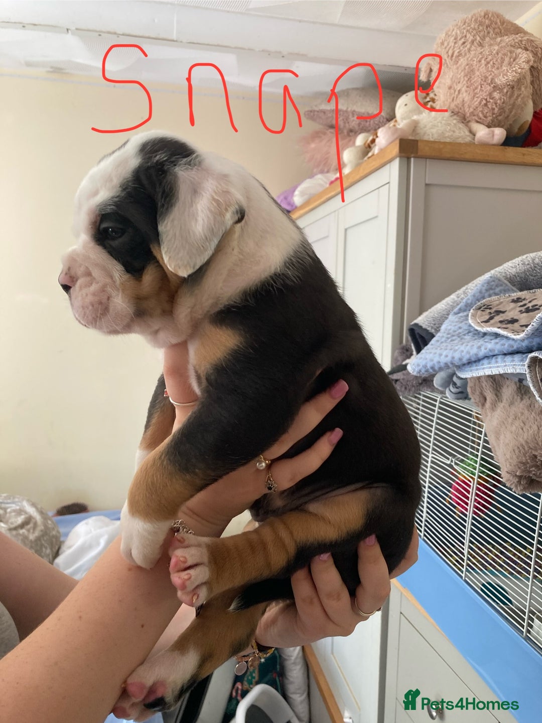 Olde English Bulldogge dogs for sale: Old English bulldog puppies - Image 6