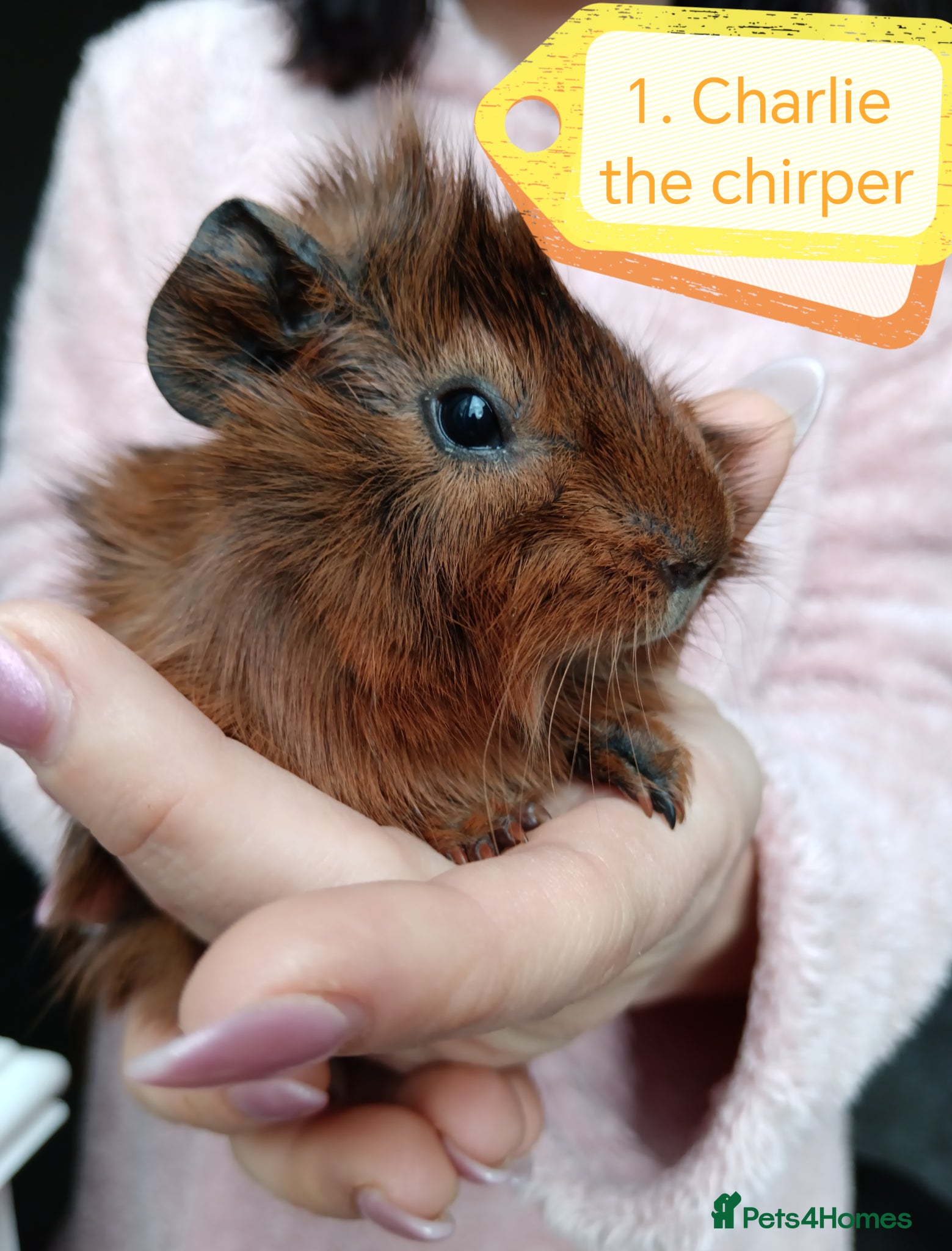 Guinea Pig rodents ♥️ Beautiful Abyssinian girl & boy guinea pigs ♥️ - Advert 4