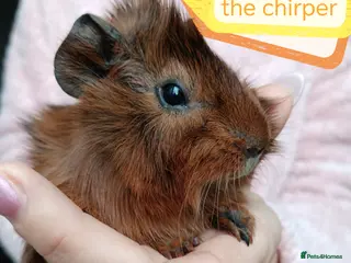 Guinea Pig rodents ♥️ Beautiful Abyssinian girl & boy guinea pigs ♥️ - Advert 4