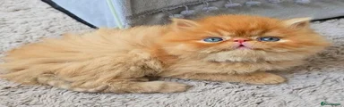 Persian 1