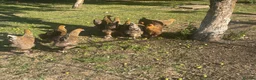 Chickens poultry for sale: Brahma - Advert 4