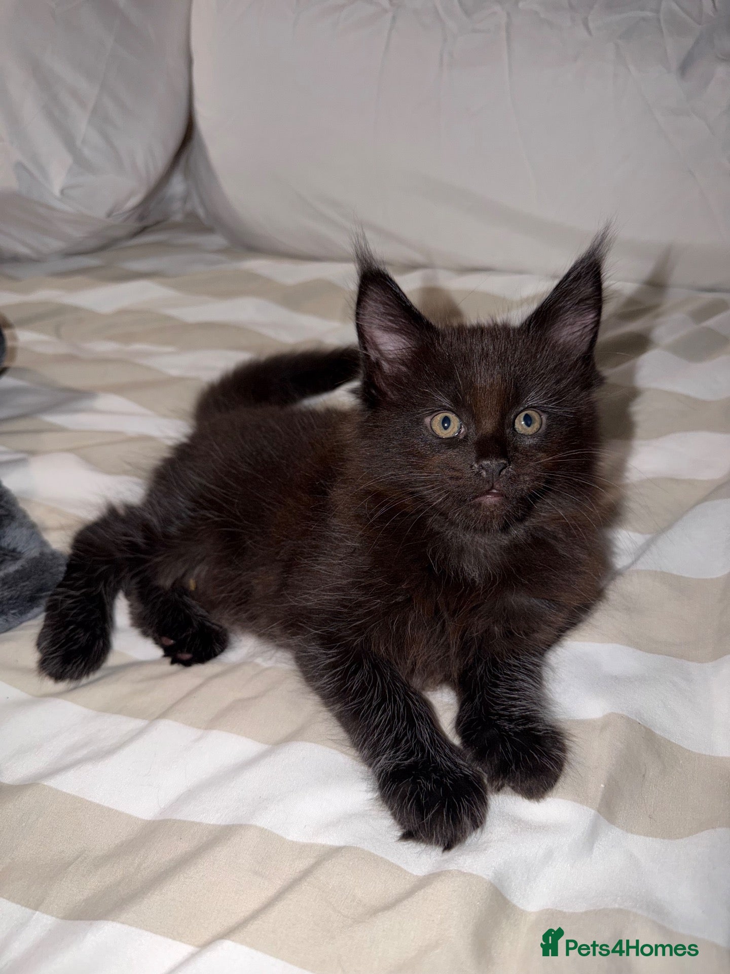 Maine Coon cats Maine coon kittens TICA REGISTERED  - Advert 5