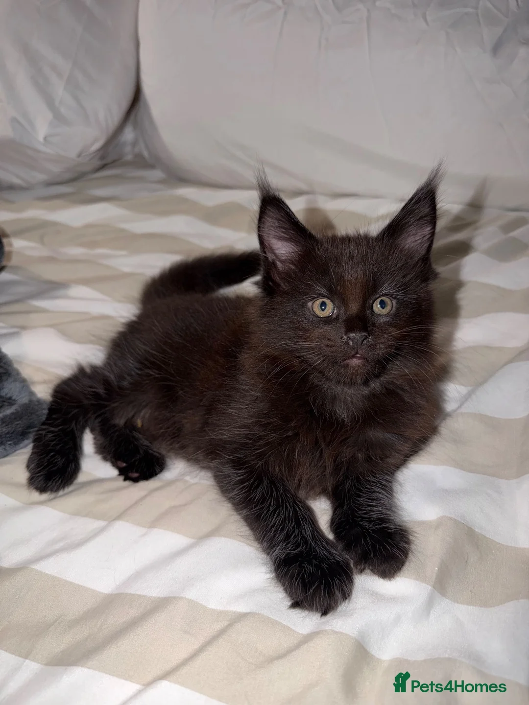 Maine Coon cats for sale: Maine coon kittens TICA REGISTERED  - Advert 1
