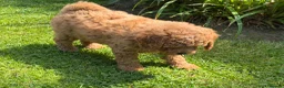 Cavachon dogs for sale: 5 ⭐️Gorgeous F1 Fox Red boy Cavapoochon. - Advert 6