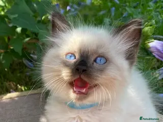 Ragdoll cats Ragdoll Kittens - Advert 2