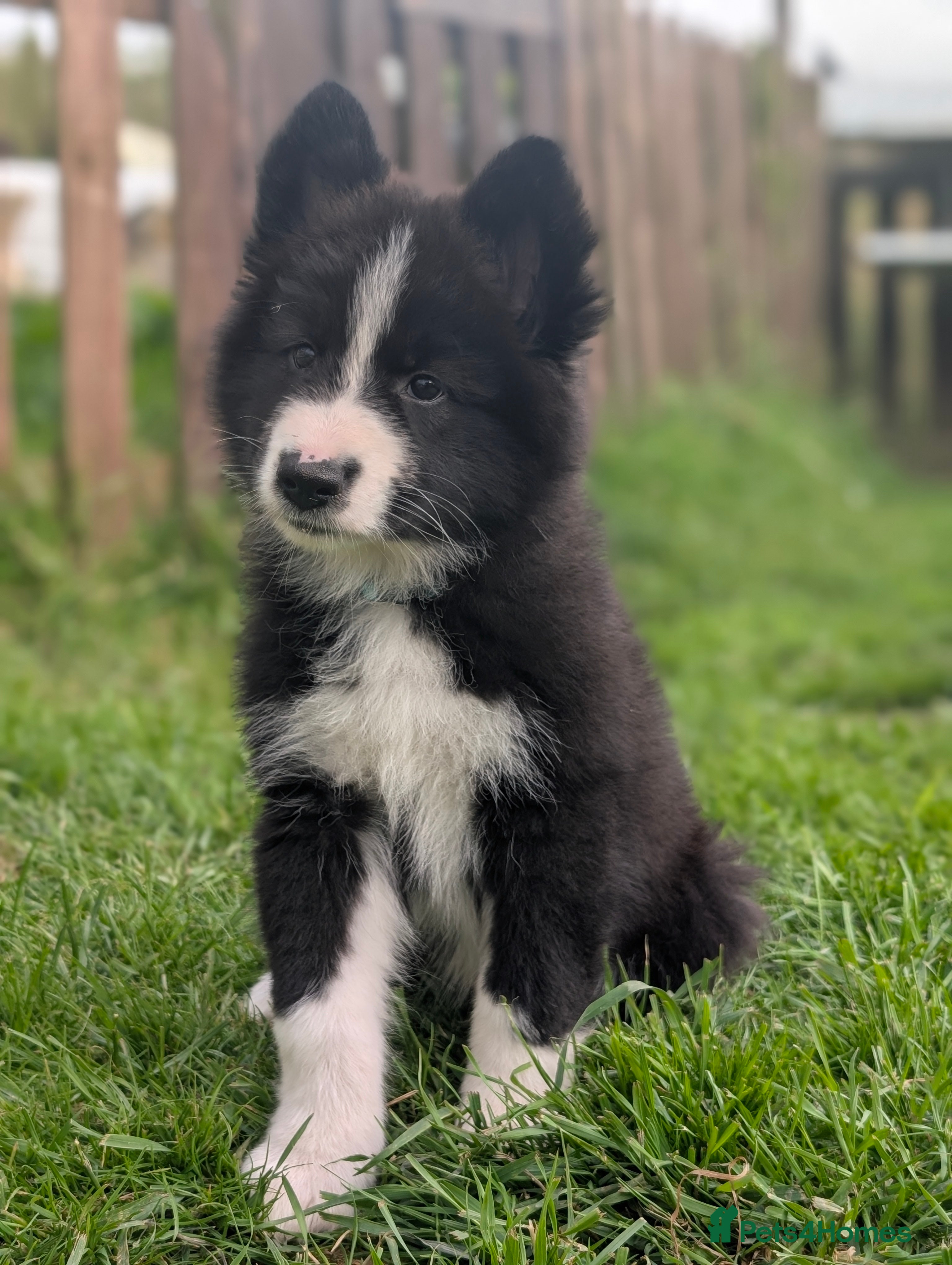 Mixed Breed dogs ✨1 Boy left ✨SWISS SHEPHERD/BORDER COLLIE/HUSKY  - Advert 4
