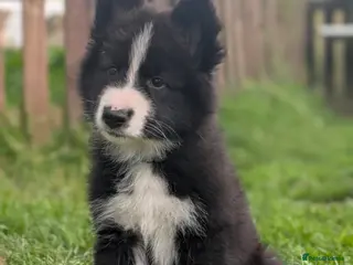 Mixed Breed dogs ✨1 Boy left ✨SWISS SHEPHERD/BORDER COLLIE/HUSKY - Advert 4