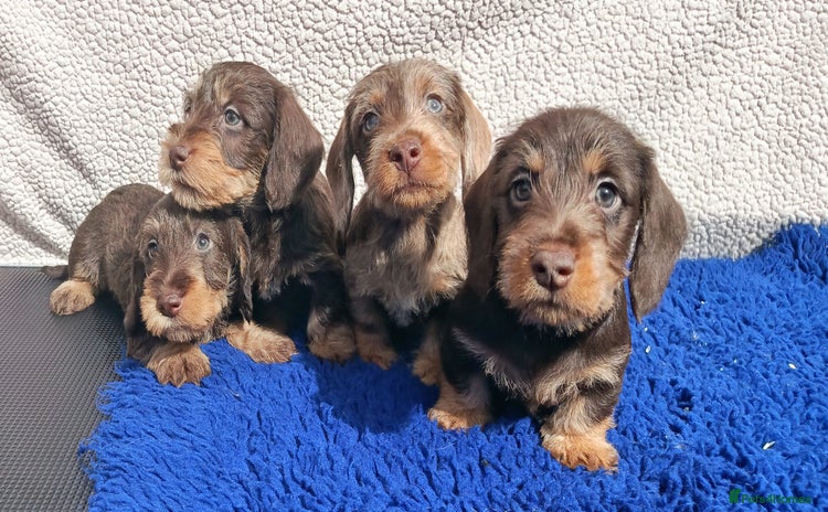 Miniature Dachshund dogs - Advert 4