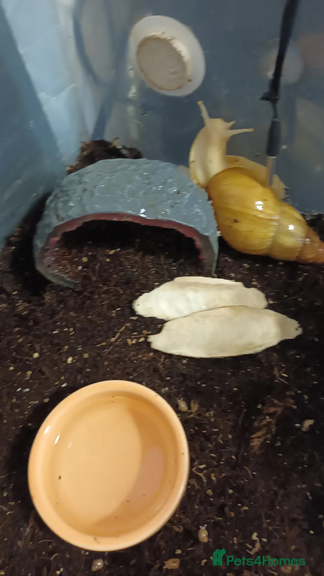 Snails invertebrates for sale: Giant 'retic' african land snails - Advert 4