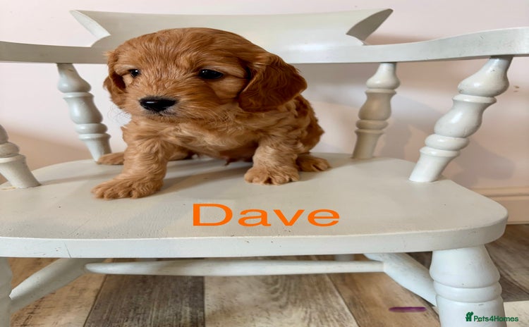 Cockapoo dogs - Advert 4