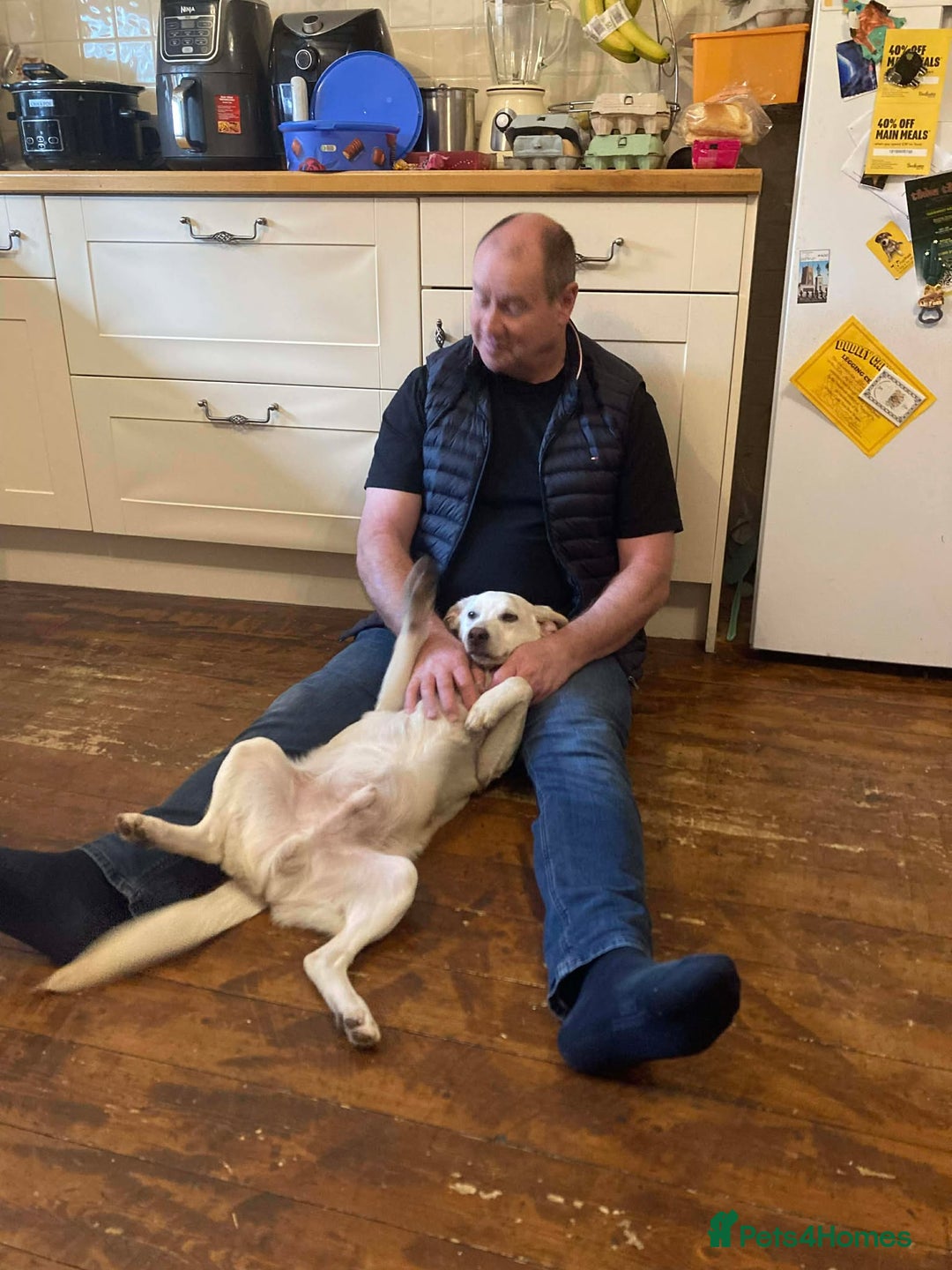 Mixed Breed dogs for adoption: REX   - Advert 5