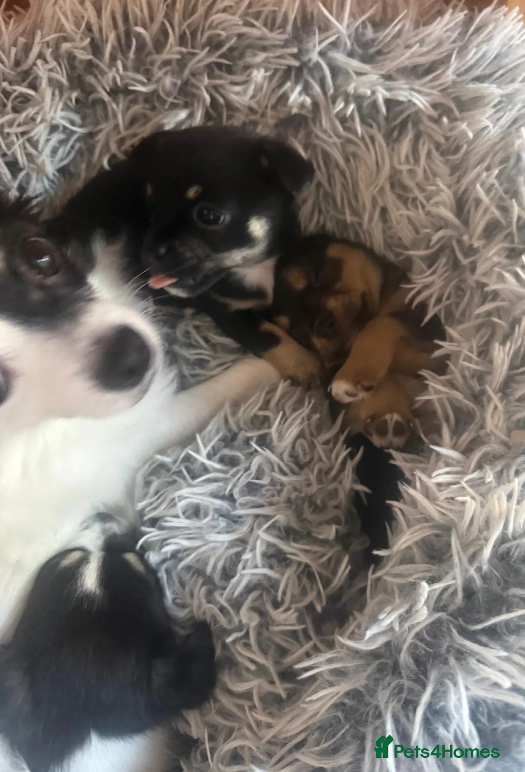 Jack Chi dogs for sale: Jachchi for sale  - Advert 17