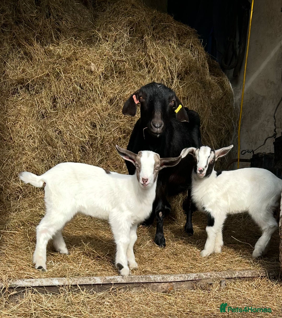Goats livestock for sale: Pygmy X - Image 17