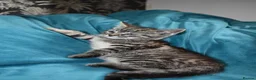 Mixed Breed cats for sale: 6 Gorgeous kittens for sale - Advert 26