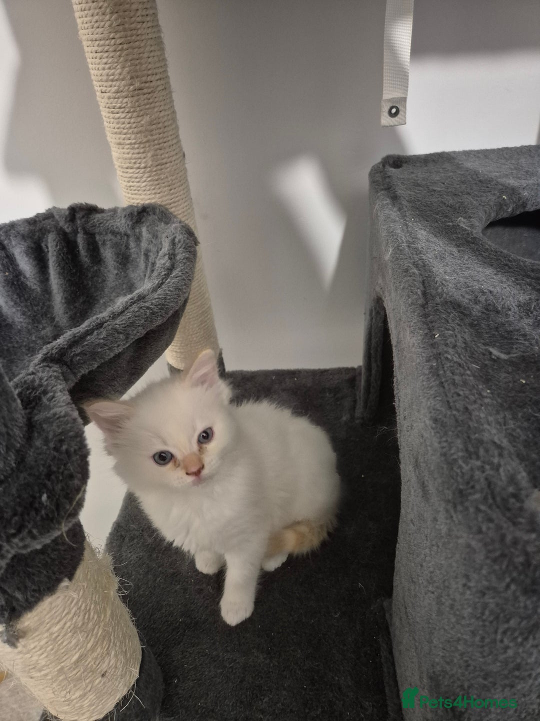 Ragdoll cats for sale: Pure ragdolls 2 flame point and 1 rare mink tortie - Image 6