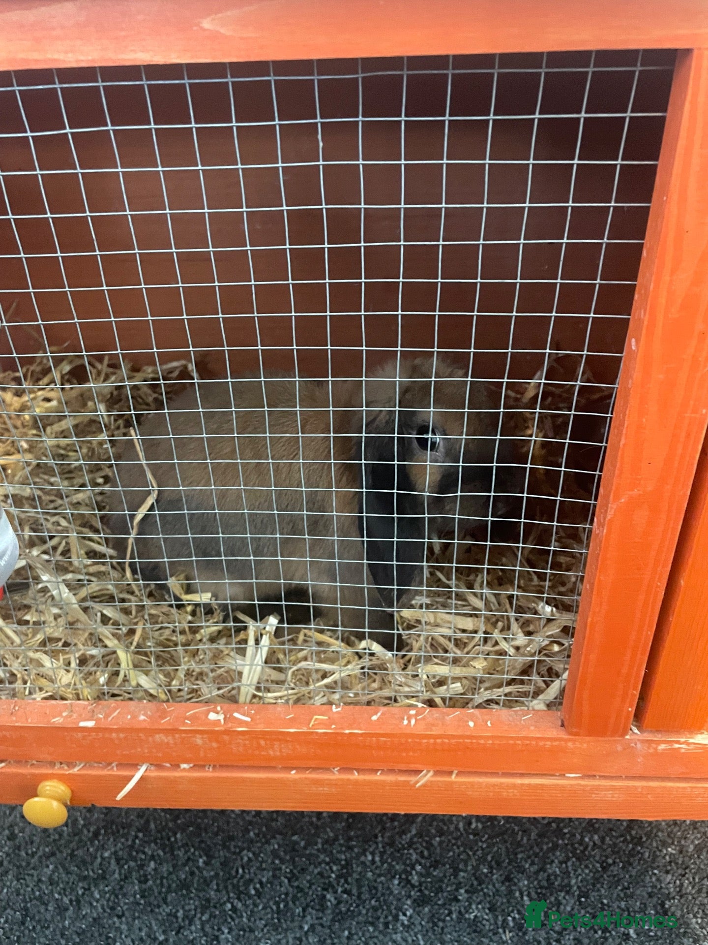 Mini Lop rabbits Mini loop  - Advert 1