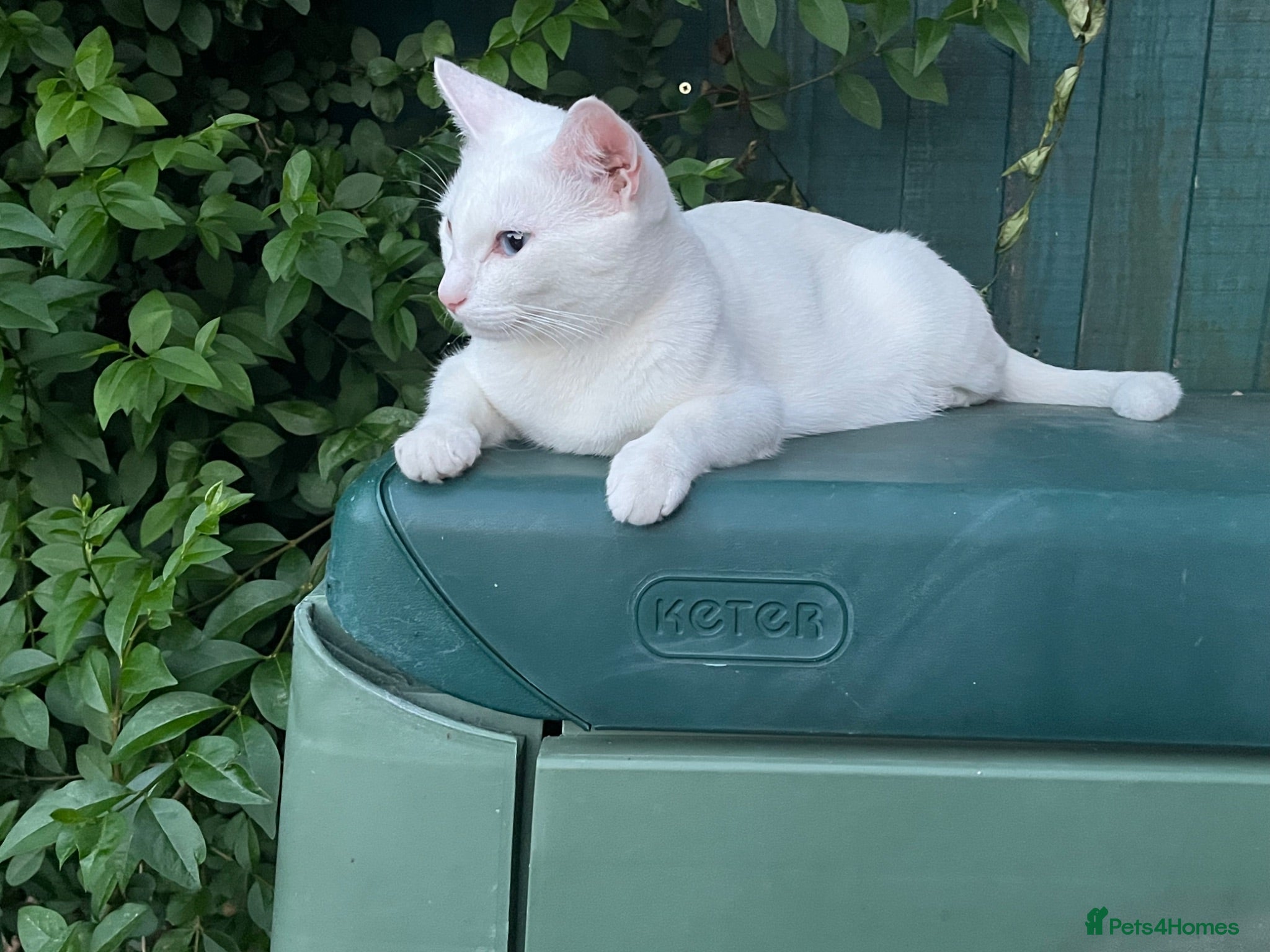 Mixed Breed cats White and ginger kittens  - Advert 1