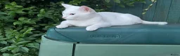 Mixed Breed cats for sale: White and ginger kittens  - Advert 1