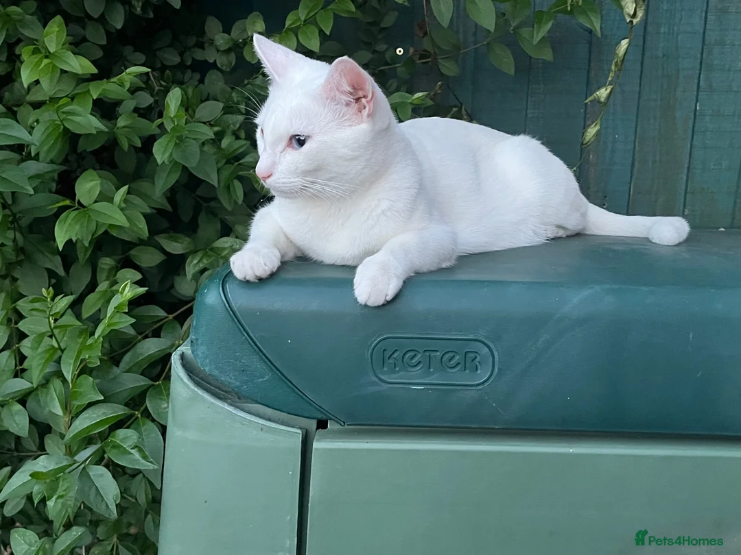 Mixed Breed cats for sale: White and ginger kittens  - Advert 1
