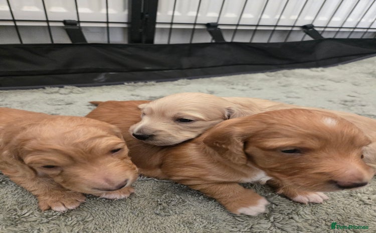 Miniature Dachshund dogs - Advert 4